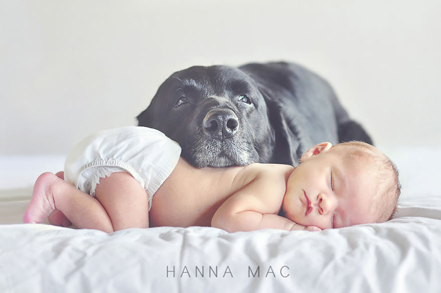 Aranyos fotók hatalmas kutyákról kisbabákkal