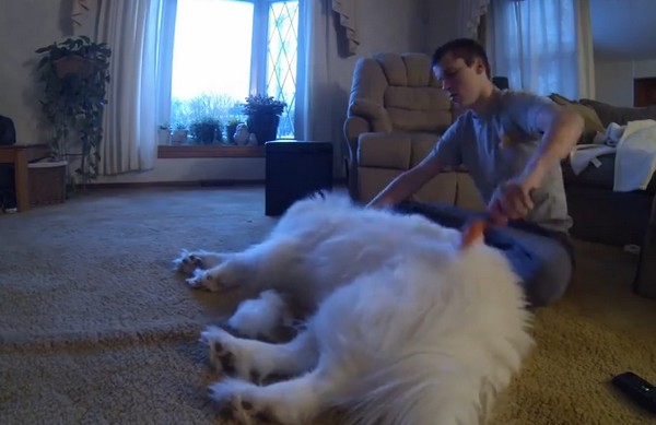 Egy óra fésülés után ennyi szőr jött össze a kutyusról- videó