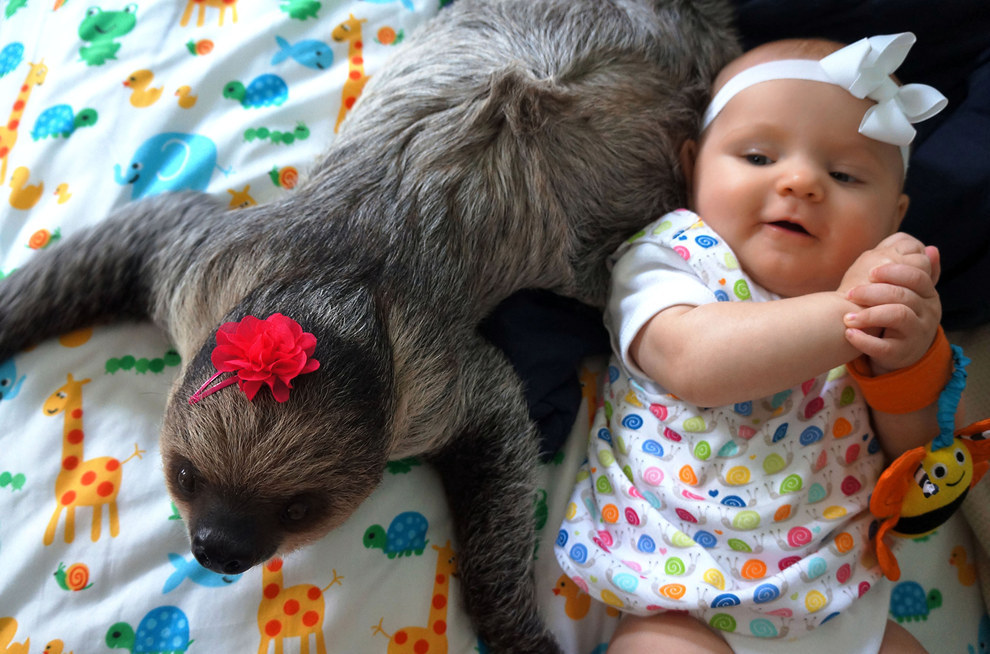 Ilyen elválaszthatatlan barátok a kisbaba és a lajhár! - videó