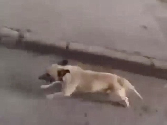 Így futott a gazdáját szállító mentő után a hűséges kutyus! - megható videó