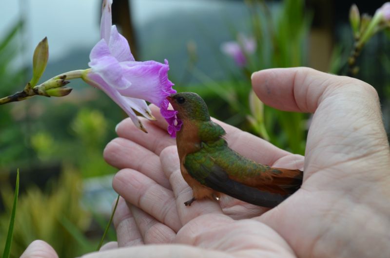 Megmentették a világ legszerencsésebb kolibrijét!