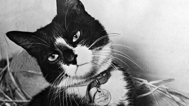A brit haditengerészet kitüntetett macskája