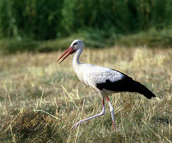 Dél-Afrikáig jutott vándorútján egy jeladós fehér gólya