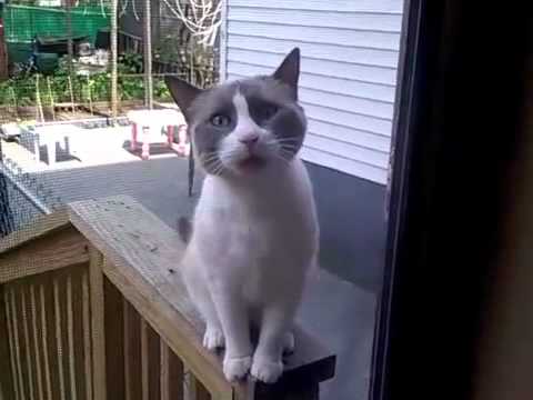 Így tud jódlizni egy cica! – videó