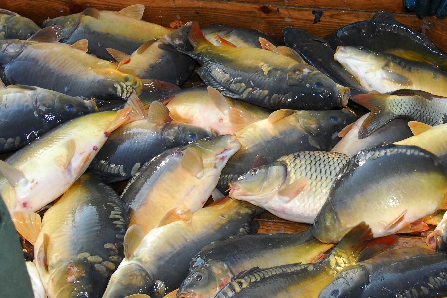FM - Csak kábítva lehet eladni a halat december közepétől
