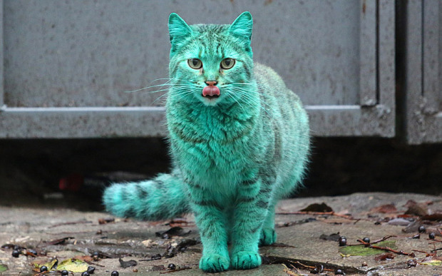 Radioaktív macska jelent meg egy bolgár városban? – videó