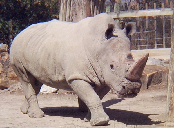 Csak öt példány maradt az északi fehér rinocérosz-állományból