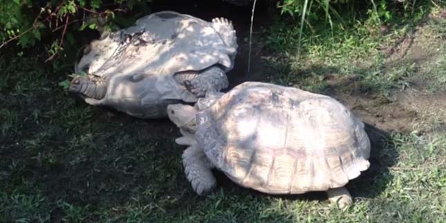 Saját társa állította talpra a felborult teknőst! – videó
