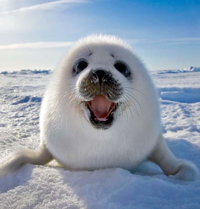Csodálatos fotók az Északi-sarkon élő állatokról