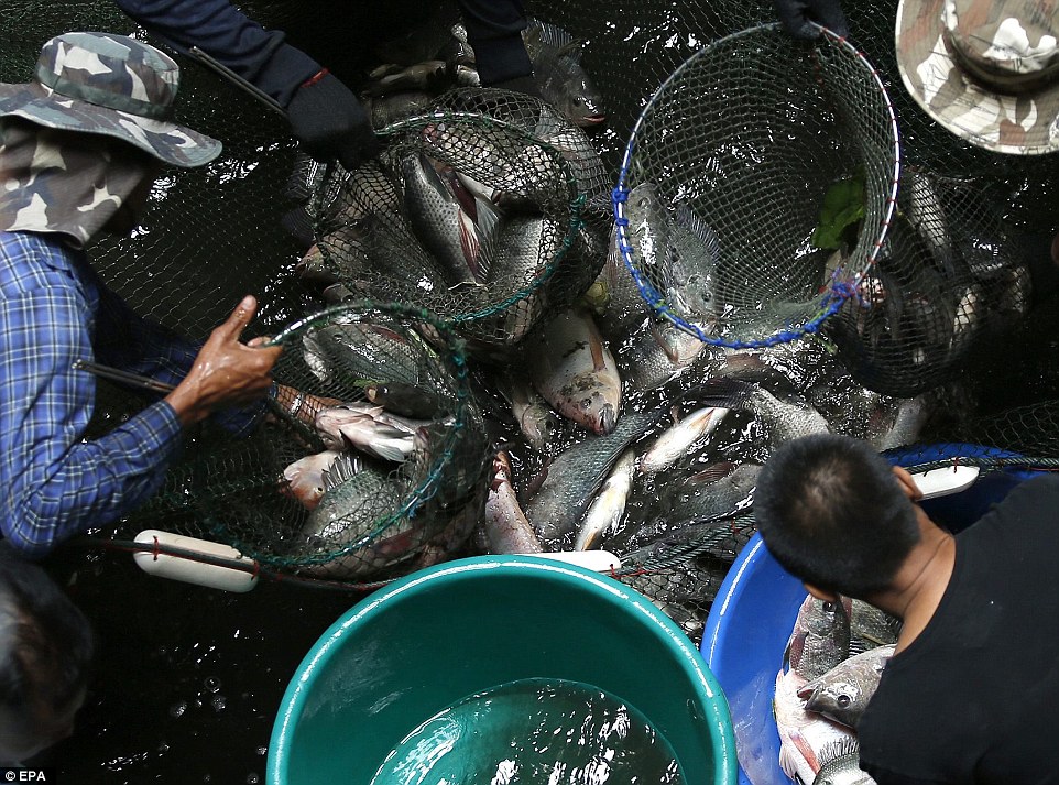 Az elhagyatott bangkoki bevásárlóközpont horgászparadicsommá változott