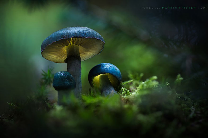 Varázslatos képek a gombák világából