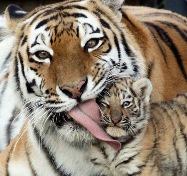 „Gyógyító enyv” készül a lefagyasztott tigriskölykökből