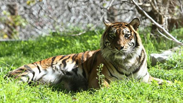 13 évre ítélték a férfit, mert megevett 3 tigrist - 18+ fotók