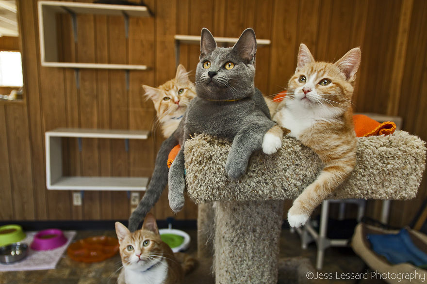 Csodálatos képek a világ legnagyobb macskamenhelyéről