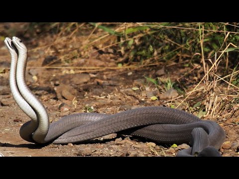 Így néz ki a fekete mambák násztánca – videó