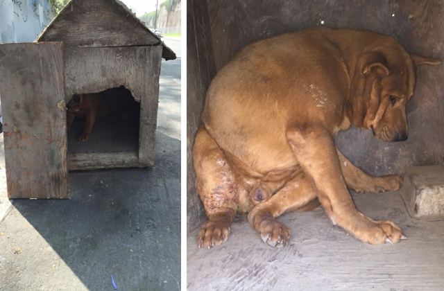 Hajléktalan mentette meg a befalazott, útra kidobott kutyust – videó