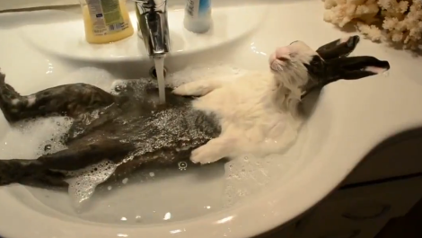 Így tud relaxálni egy nyúl fürdetés közben! - videó