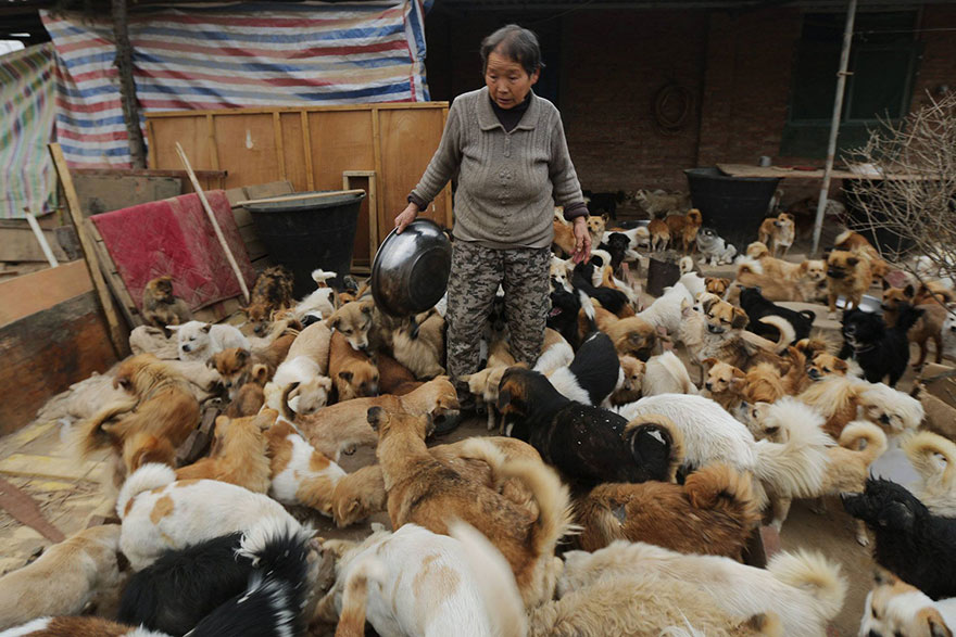 Egy idős nő minden nap hajnali négykor kel, hogy megetessen 1300 kóbor kutyát