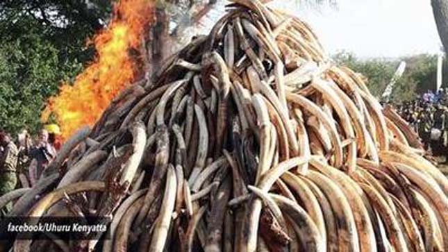 Kenya 15 tonna elefántcsontot égetett el! – videó