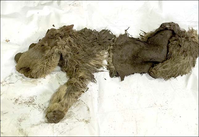 Felbukkant egy gyapjas orrszarvú bébi maradványa Szibériában - videó