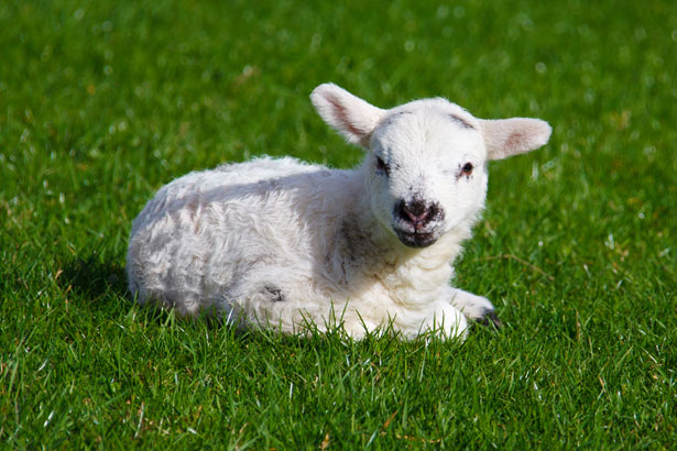 Húsvét - Az idén magasabb a magyar húsvéti bárány ára, mint a múlt évben