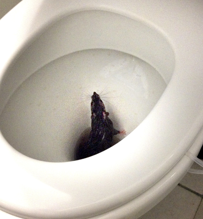 Ekkora patkány volt egy szegedi panellakás vécéjében – fotó