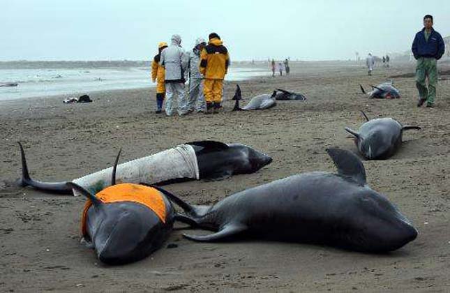Japánban 150 delfin sodródott a partra – videó