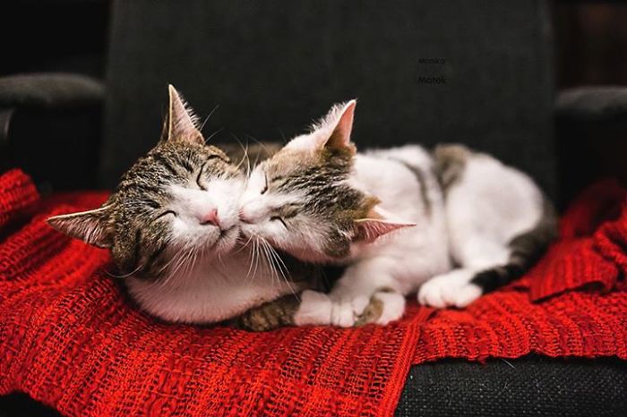Ilyen, mikor két cica szerelembe esik egymással – fotók