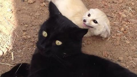 Így örült a sivatagi róka, mikor viszontlátta barátját, egy fekete macskát – videó