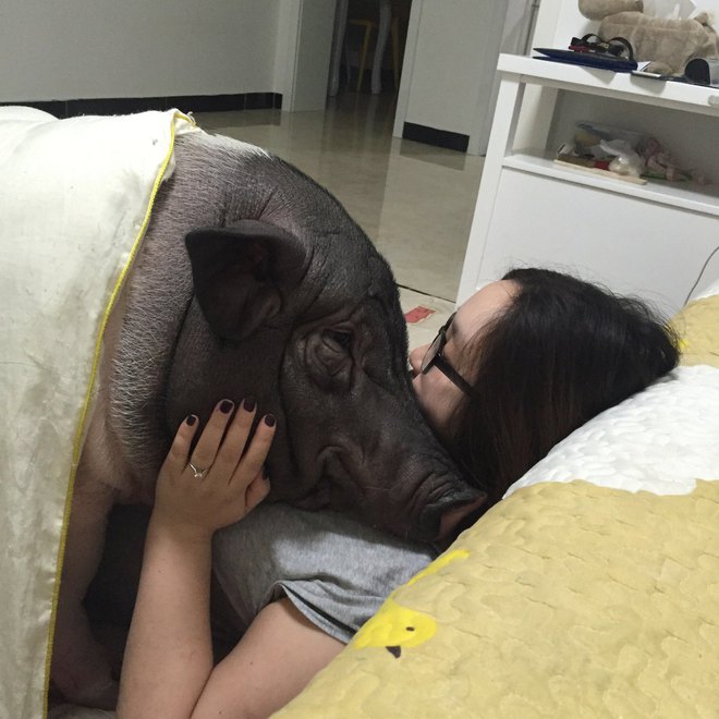 85 kilós disznóval osztja meg az ágyát a kínai fiatalasszony – fotók