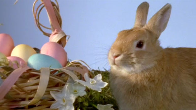 Állatvédők: ne ajándékozzanak élő állatot húsvétra!