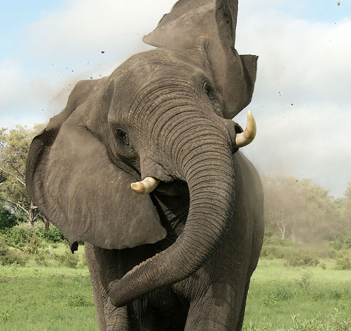 Az elefántcsont vadászt halálra taposta kiszemelt áldozata