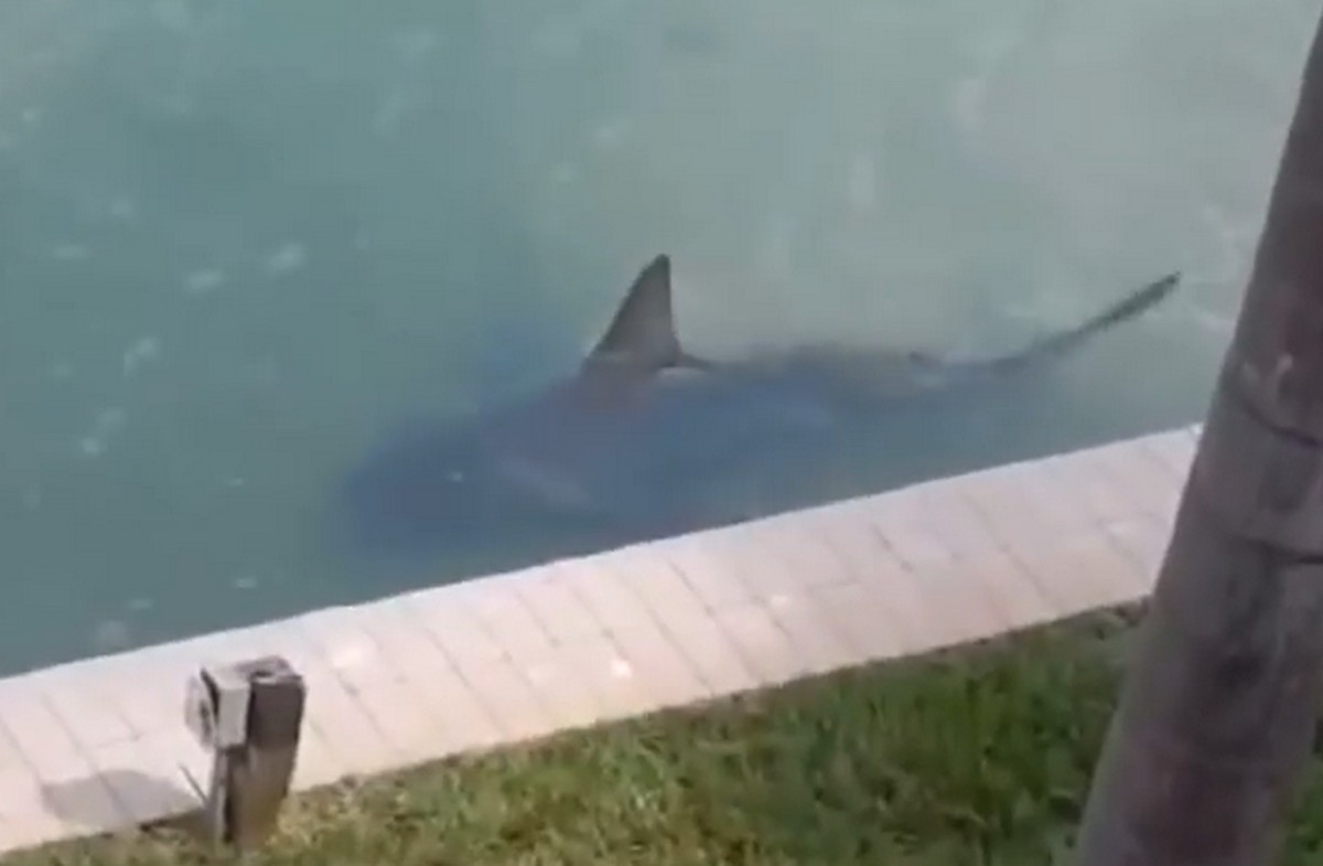 Óriási cápa úszkált a egy rezidencia partszakaszán- videó