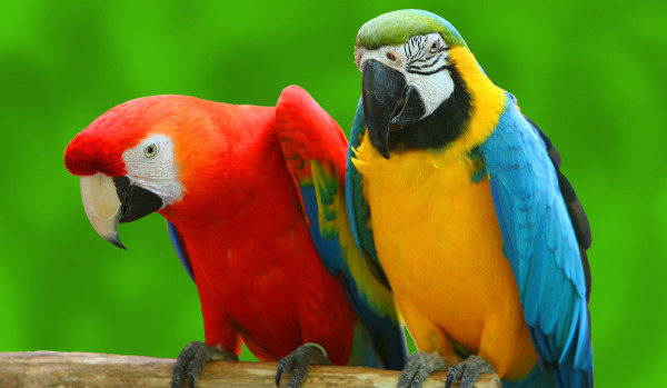 Színes papagájok jelképezik a kommunikációnkat és kapcsolatainkat