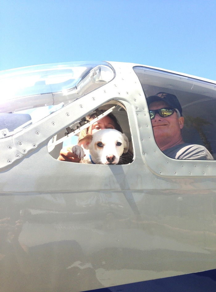 Így mentik meg az önkéntes pilóták az elaltatás előtt lévő kutyákat – fotók