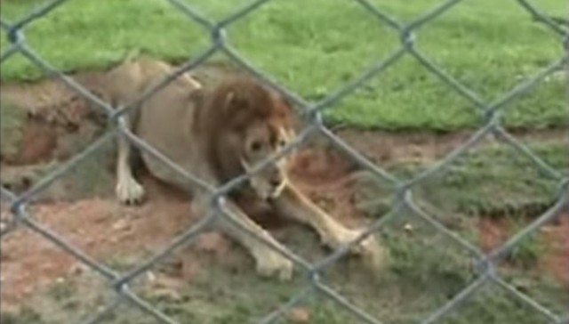 A megmentett cirkuszi oroszlán először érzi a füvet a lába alatt - megható videó