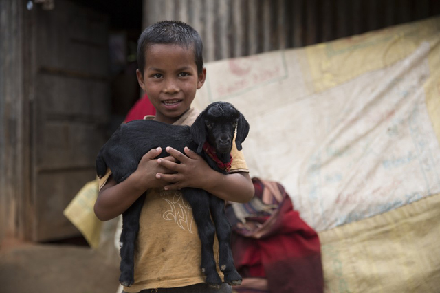 Ezek az állatok túléltek a nepáli földrengést – szívszorító képek