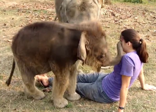 Először találkozik emberrel a bébi elefánt- ismerkedős videó