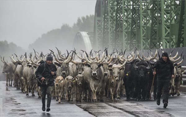 A tiszaugi hídon áthajtották a szürke marhákat a nyári legelőre