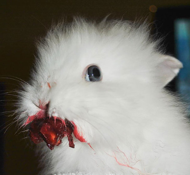 Horrorfilmbe illő, ahogy az állatok gyümölcsöt esznek – Képek!