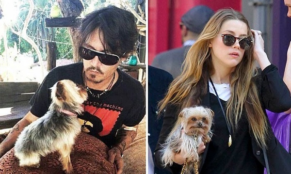 El akarják altatni Johnny Depp kutyáit