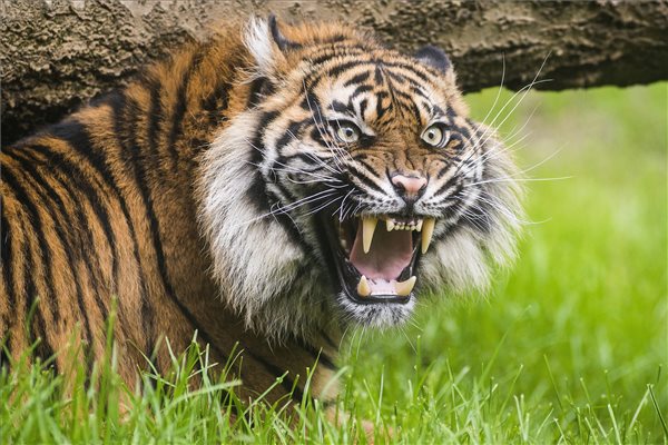 Szumátrai tigris érkezett a Nyíregyházi Állatparkba