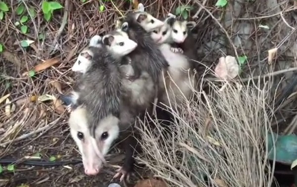 Potyalakosok- egy nagy oposszumcsalád költözött be egy nő szekrényébe- videó