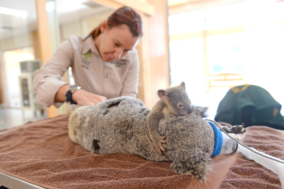 Szívmelengető fotók - ölelésével bátorította anyukáját a koala bébi a műtét alatt