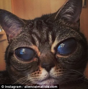 Földönkívülinek tűnő, bizarr szemű cica az internet új sztárja - videó