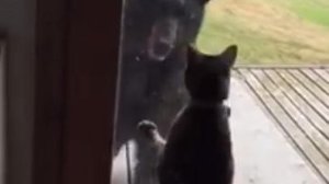 Bátor cica űzte el a fekete medvét a verandáról – videó