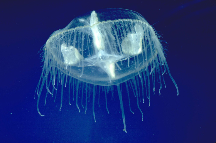 Édesvízi medúzákat fedeztek fel a Sükösdi tőzegtavak egyikében
