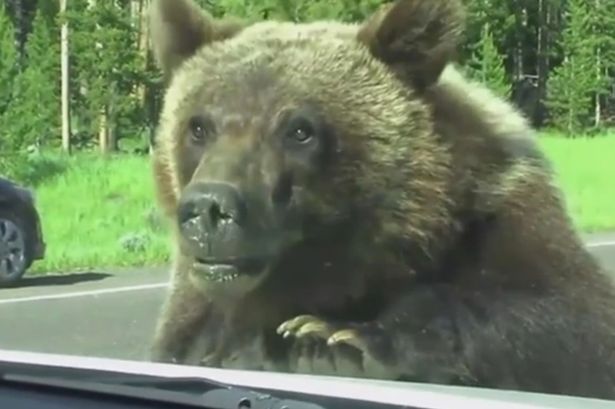 Ilyen extrém élmény, mikor egy grizzly medve akar beülni a kocsiba – videó