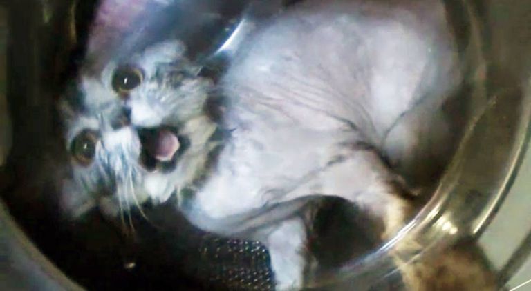 Mosógépben mosták ki a cicát a kegyetlen orosz fiatalok