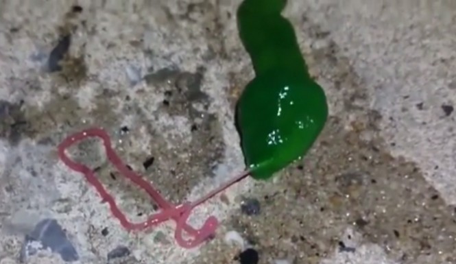Egy rejtélyes zöld lényt mosott partra a víz Tajvanon – videó